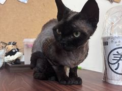 -楼上猫咖(罗湖店)