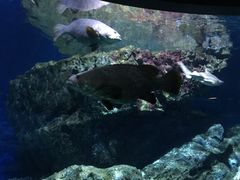 -暹罗海洋世界