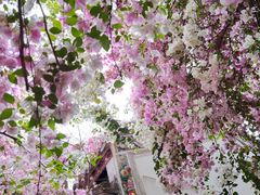 -深圳国际园林花卉博览园