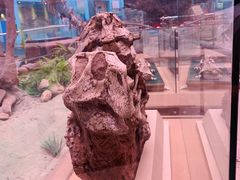 -陕西自然博物馆