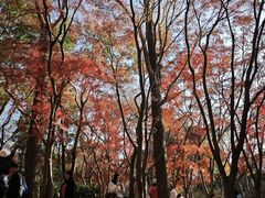 -秋霞圃