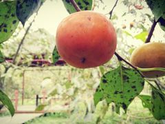 -武汉世外桃源农庄