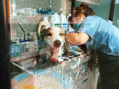 -宠物家(大兴旧宫店)