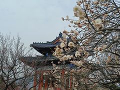 -梅花山(明孝陵内)