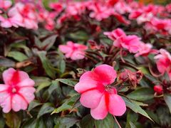 -深圳国际园林花卉博览园