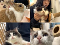 -楼上猫咖(罗湖店)