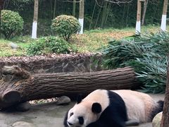 -都江堰中华大熊猫苑