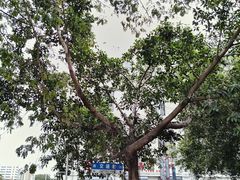 -三亚市第二中学