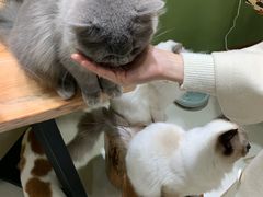 -猫亿天猫咖