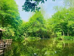 -上海滨江森林公园