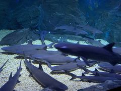 -烟台海昌鲸鲨海洋公园