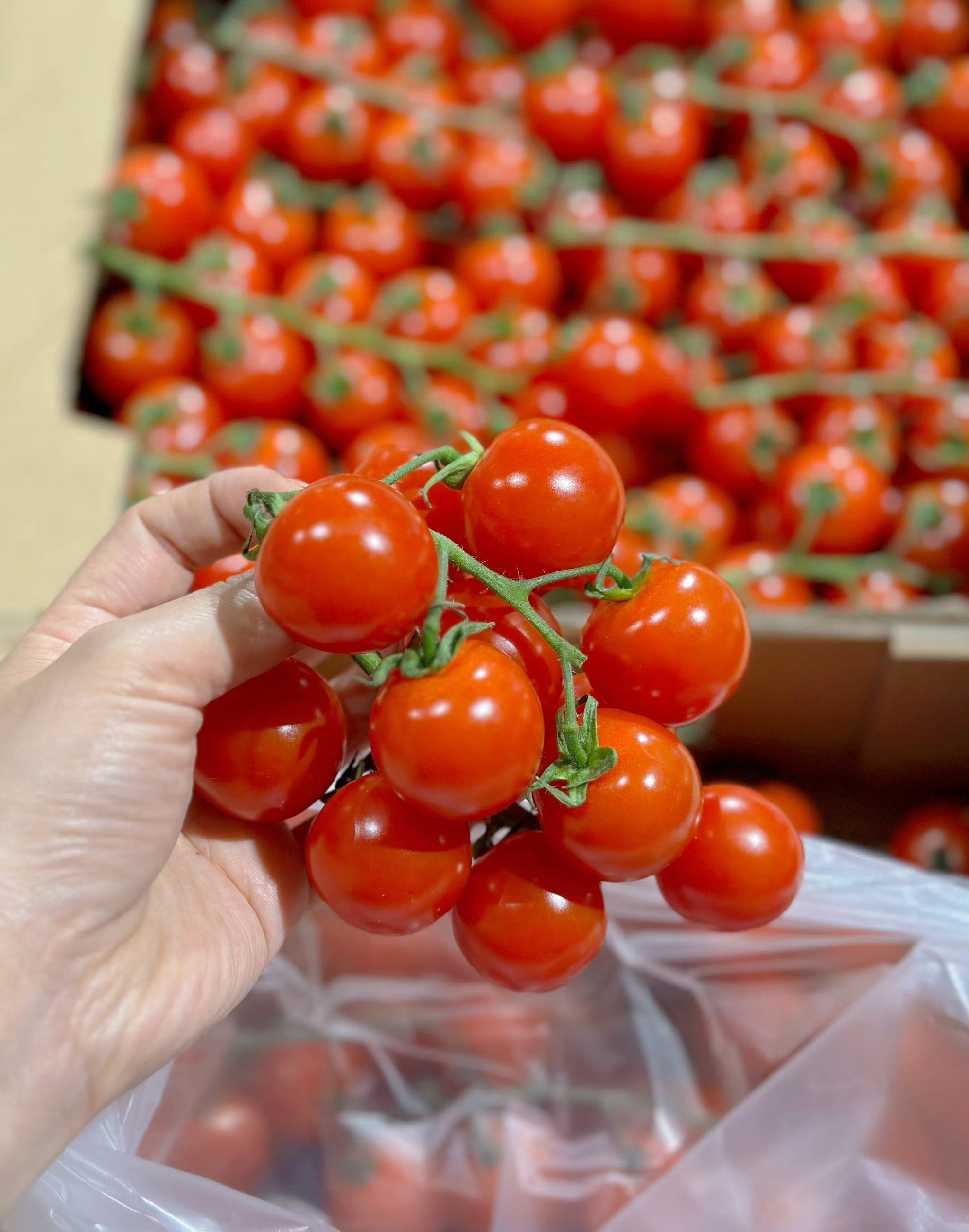 回来在超市看到漂亮的小番茄做了意面