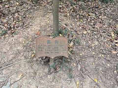 -上海佘山国家森林公园天马山园