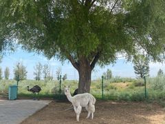 -恩格贝生态旅游区