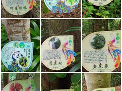 -西双版纳原始森林公园