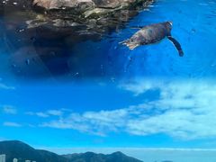 -香港海洋公园