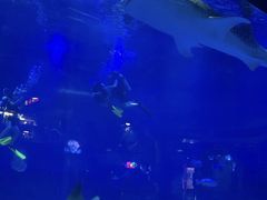 -烟台海昌鲸鲨海洋公园