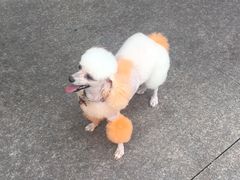 -暖阳宠物医院·犬猫康复中心·骨科