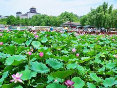 -莲花池公园