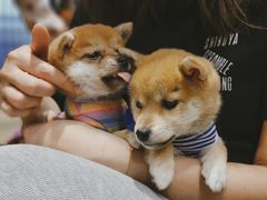 -逗柴咖啡屋·狗咖猫咖宠物桌游