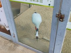-盐城丹顶鹤湿地生态旅游区