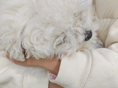 -美美宠物诊疗中心·异宠·骨科(滨江东信分院)