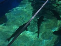 -暹罗海洋世界