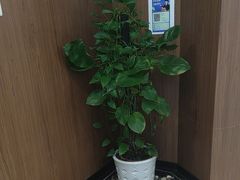 -天使口腔门诊部(上海店)