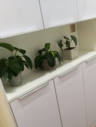 -YESIDO椰岛造型
