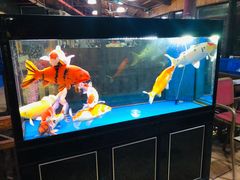 -鲤鱼塘农家山庄