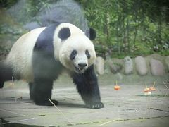 -中国大熊猫保护研究中心雅安碧峰峡基地