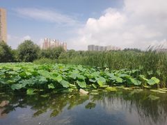 -前关湿地公园
