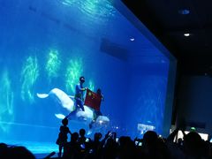 -芜湖新华联大白鲸海洋公园