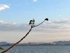 -深圳湾公园(南山区)