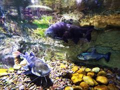 -迪拜水族馆及水下动物园
