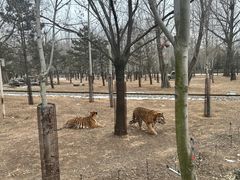 -秦皇岛野生动物园