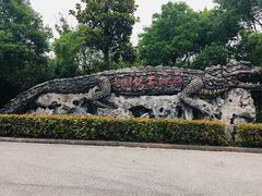 -中国扬子鳄村