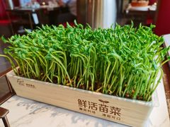 活体有机豆苗-捞神煲汤火锅(湖滨商业街店)