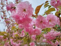 -长白岛森林公园