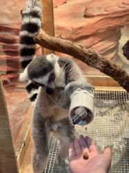 -Zoolung Zoolung动物主题公园(海信广场店)
