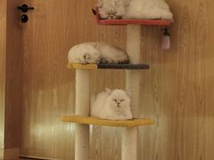 -猫腻·猫咖·撸猫馆(星光大道店)