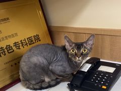 -瑞派宠物医院·24h·骨外科·皮肤科·全科宠物医疗转诊中心(沈阳浑南院)