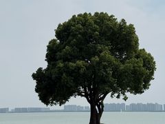 -苏州金鸡湖大酒店