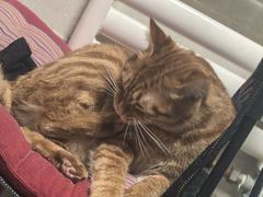 -瑞派·关忠动物医院·猫专科·犬专科(三环新城店)