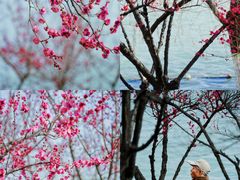 -天鹅湖体育公园