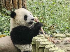 -中国大熊猫保护研究中心雅安碧峰峡基地