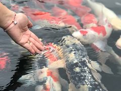 -旺山·浪头人家