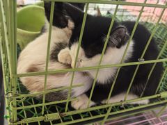 -青石桥花鸟鱼虫市场(叠翠城店)