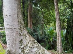 -槟城植物园