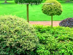 -陆家嘴中心绿地